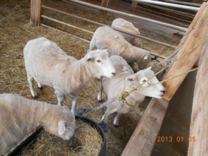 20130220sheep02-01