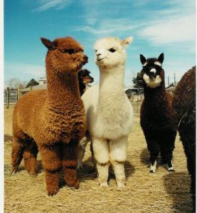 alpaca