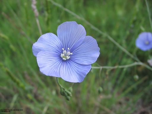 Linum_narbonense_flor