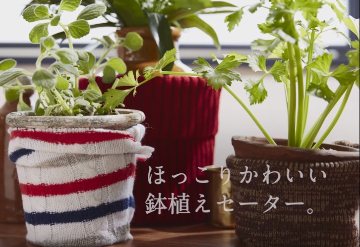 鉢植え